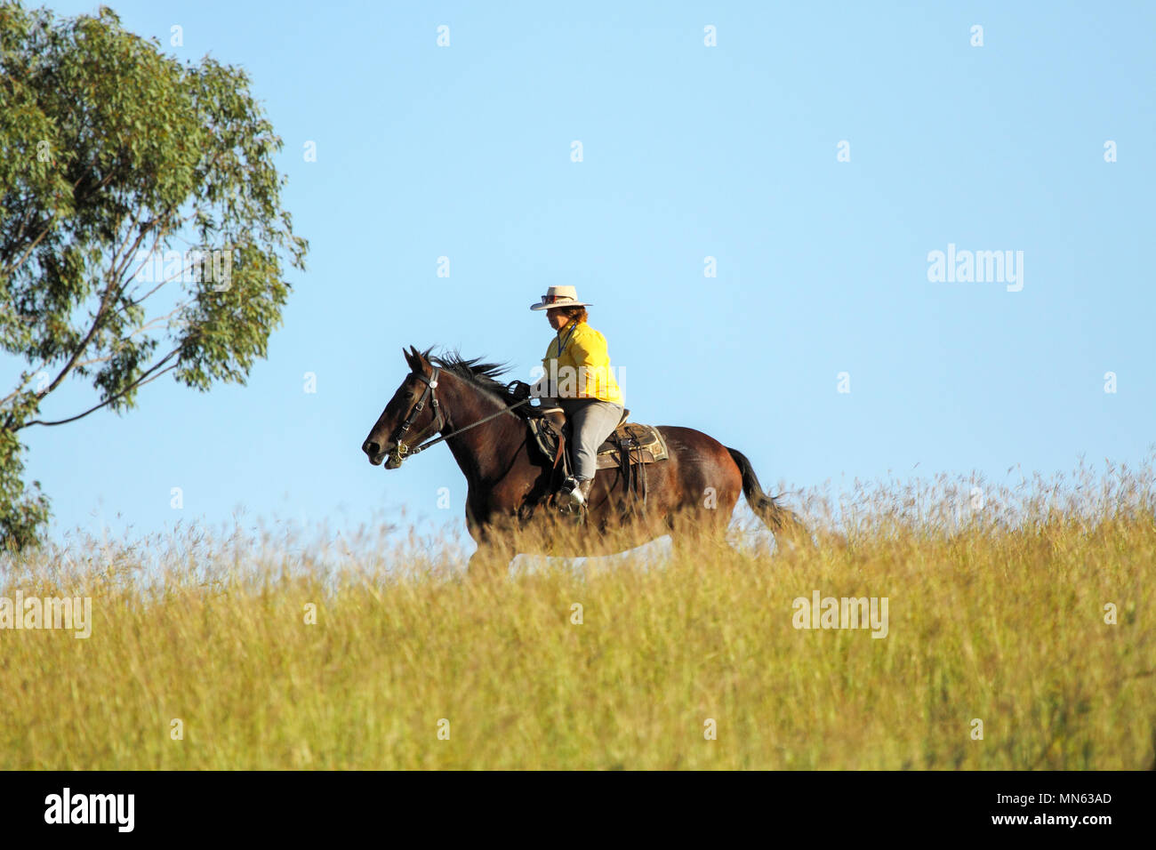 Una signora di equitazione sulla collina erbosa. Foto Stock