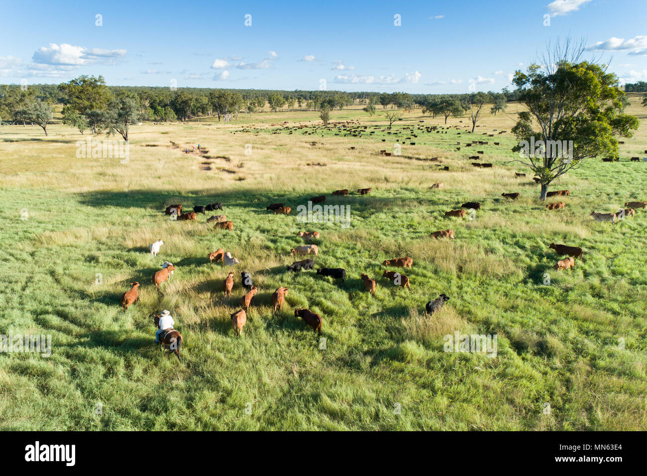 Vista aerea del bestiame al pascolo nei pascoli verdi. Foto Stock