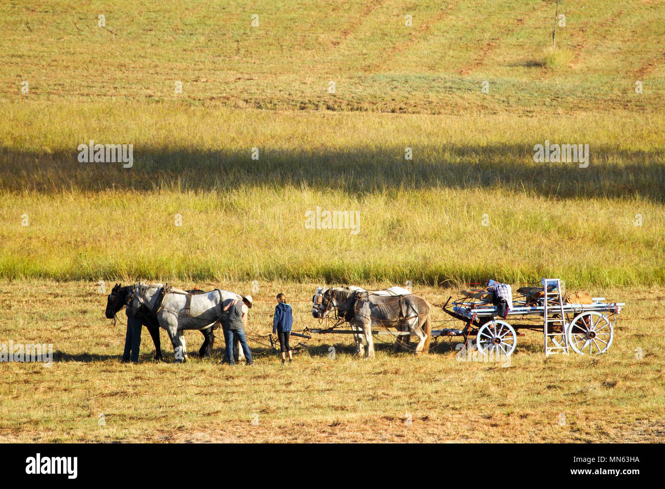 Persone allacciamento un team di cavalli ad un carro. Foto Stock