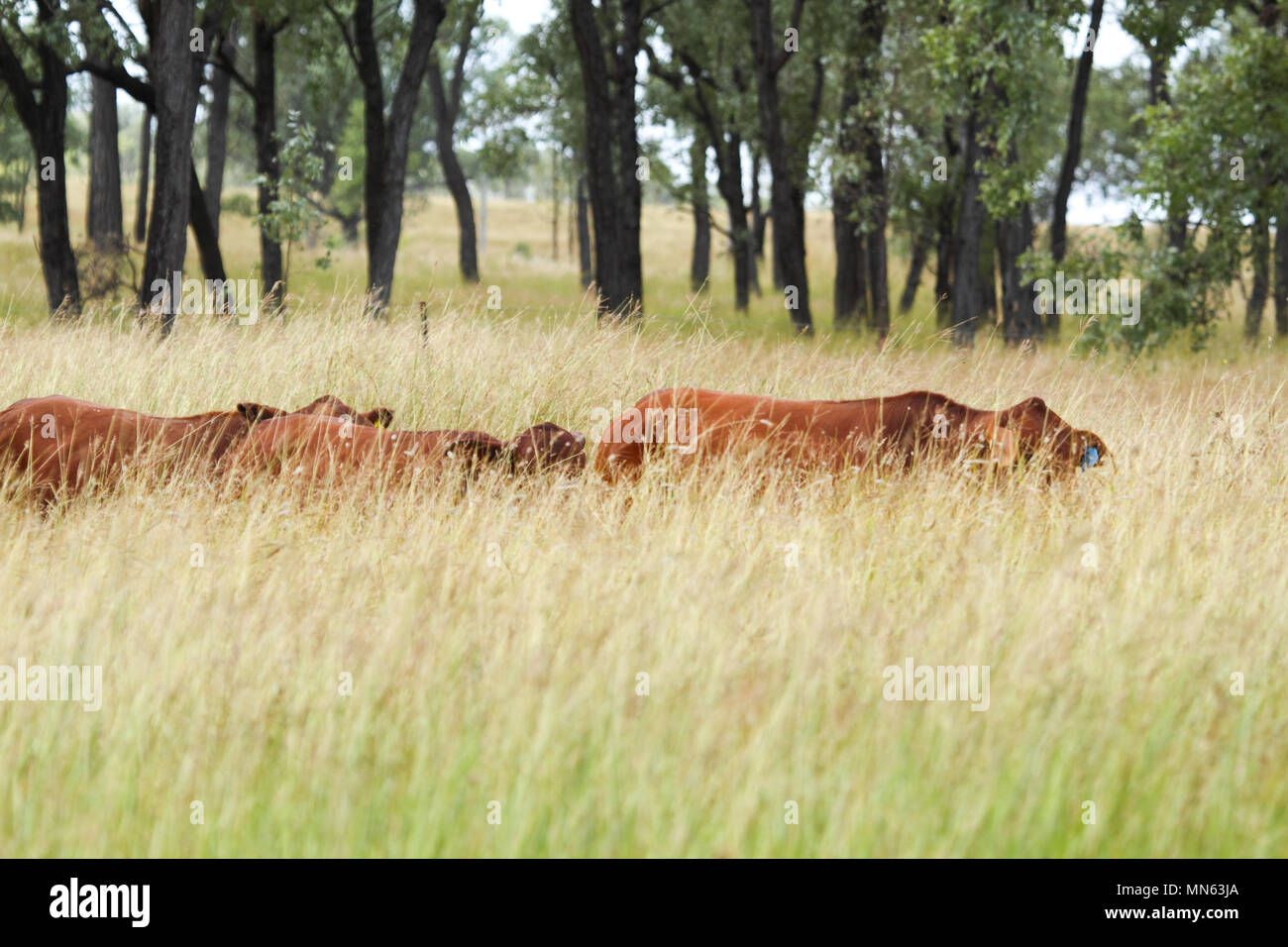Il bestiame a piedi attraverso erba alta. Foto Stock