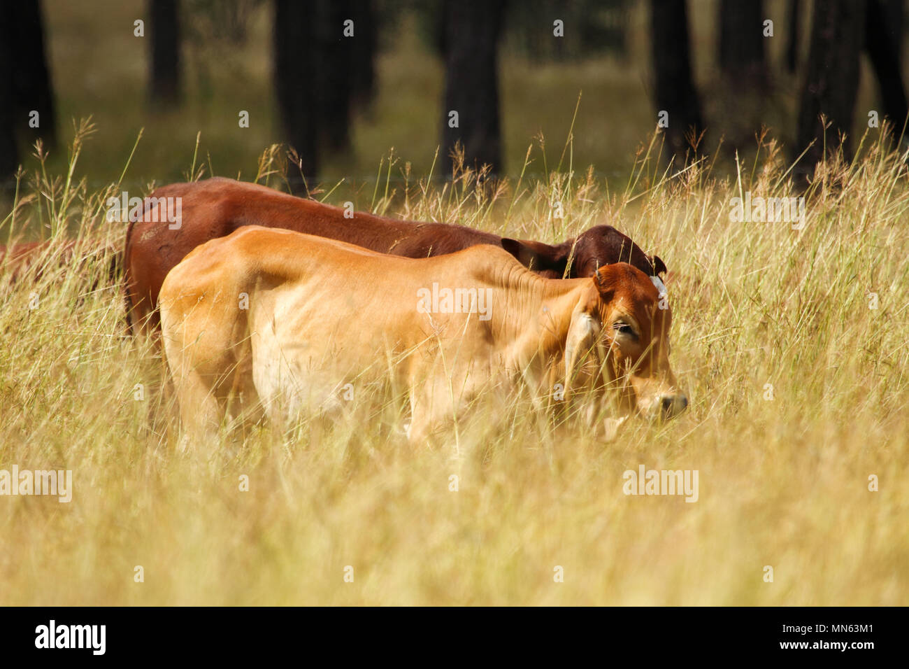Il bestiame a piedi attraverso erba alta. Foto Stock