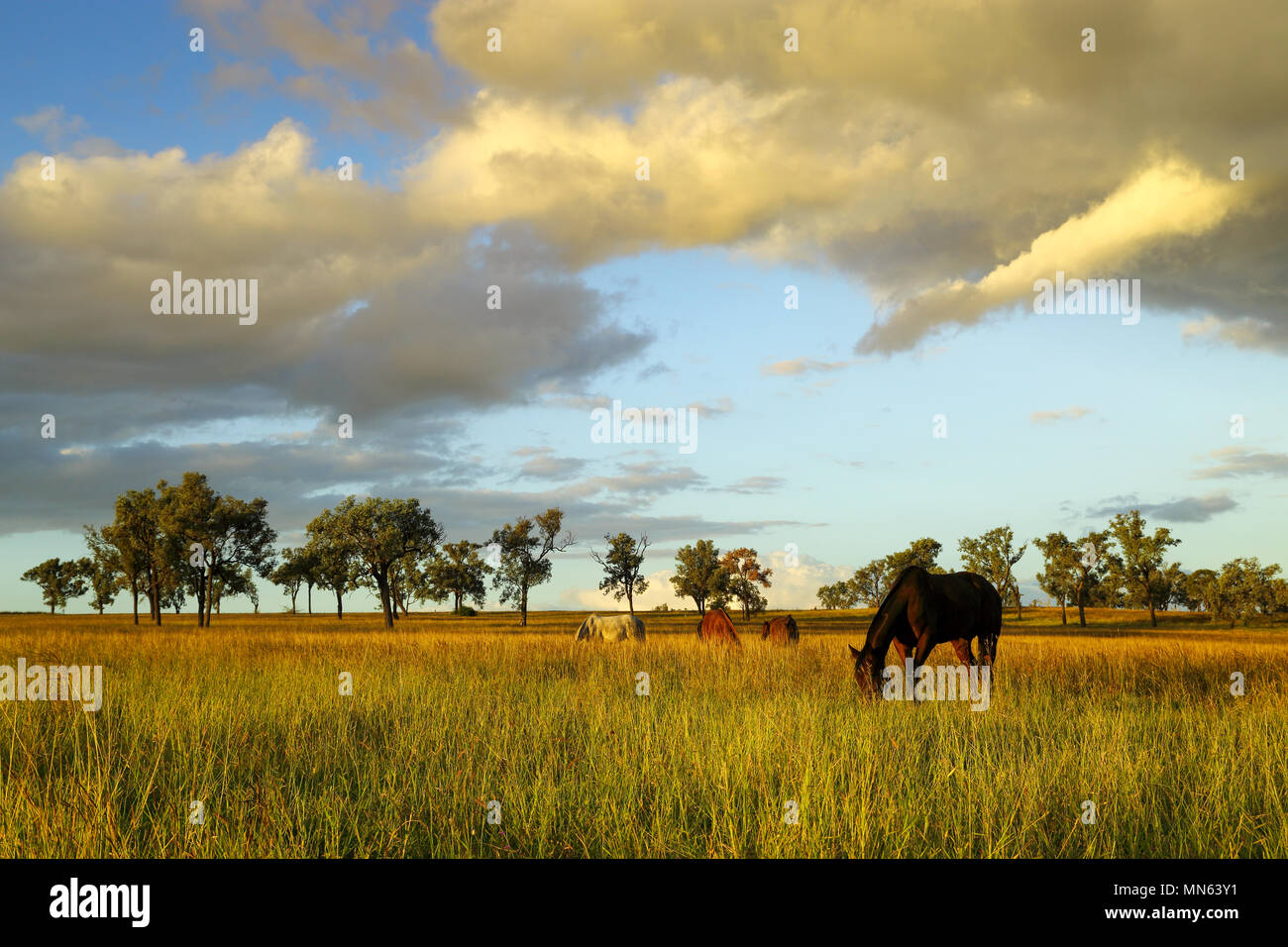 Agriturismo cavalli al pascolo pascoli lussureggianti nel tardo pomeriggio la luce. Foto Stock