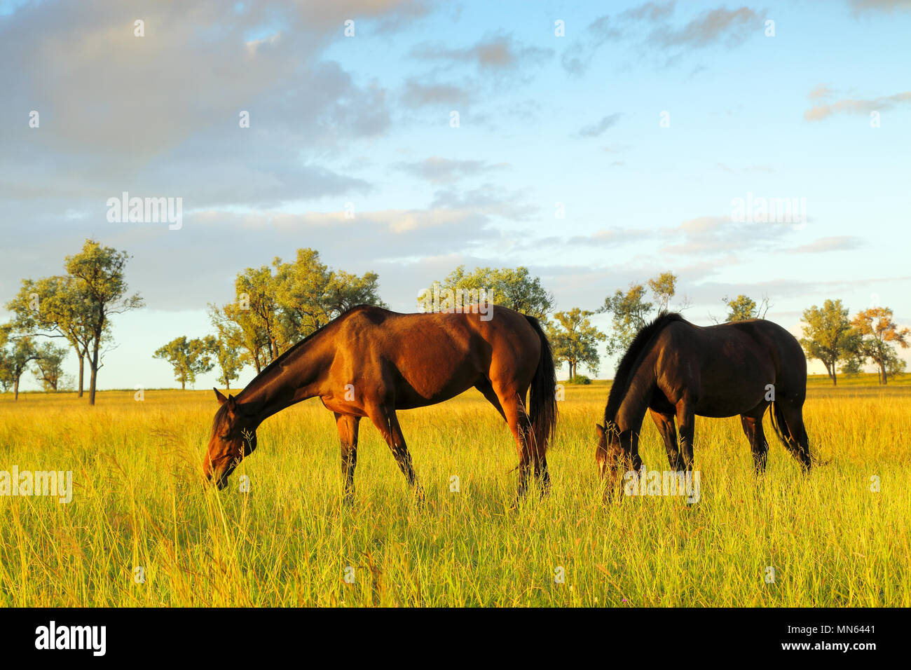 Agriturismo cavalli al pascolo pascoli lussureggianti nel tardo pomeriggio la luce. Foto Stock