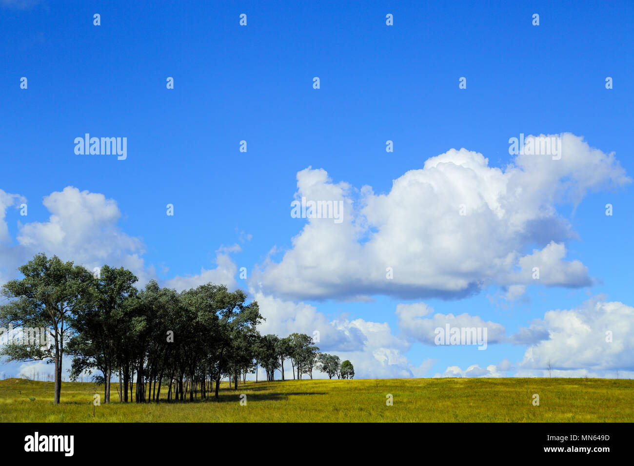 Una linea di alberi e un campo erboso sotto un grande cielo. Foto Stock