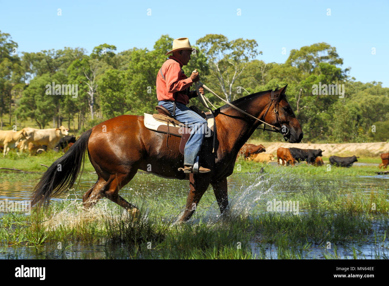 Un aborigeno uomo cavalca il suo cavallo attraverso l'acqua. Foto Stock