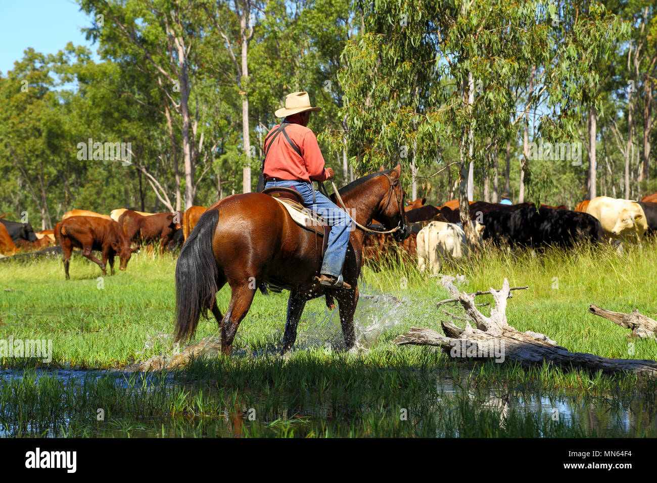 Un aborigeno uomo cavalca il suo cavallo attraverso l'acqua. Foto Stock
