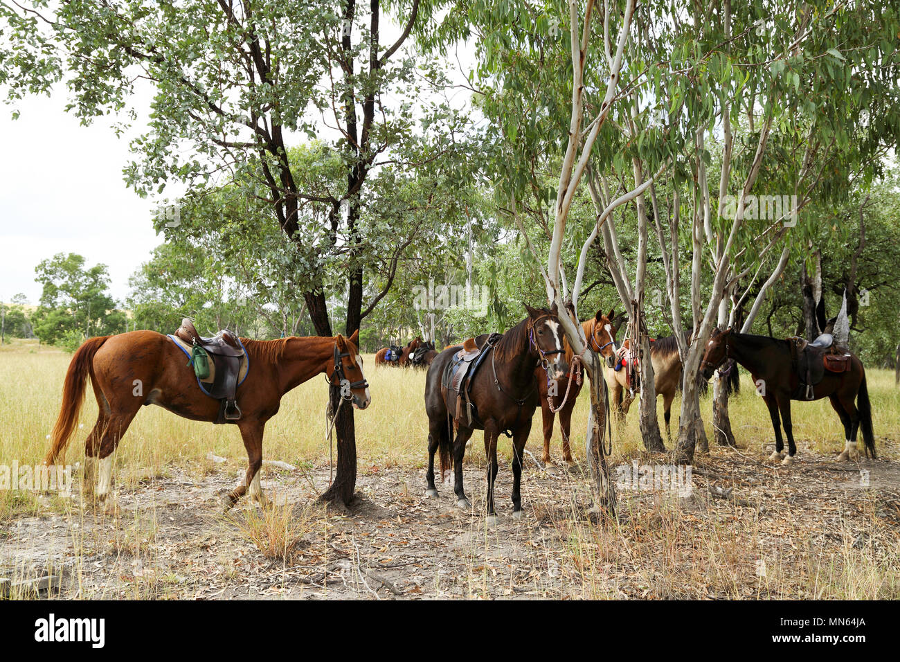 Cavalli legati e riposo sotto un albero. Foto Stock