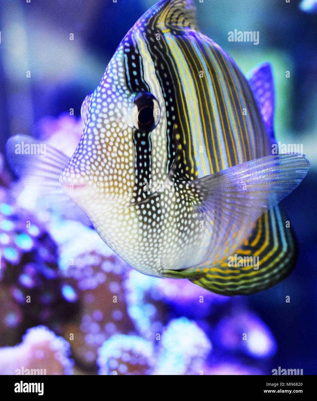 Alla deriva Desjardin Sailfin Tang Foto Stock