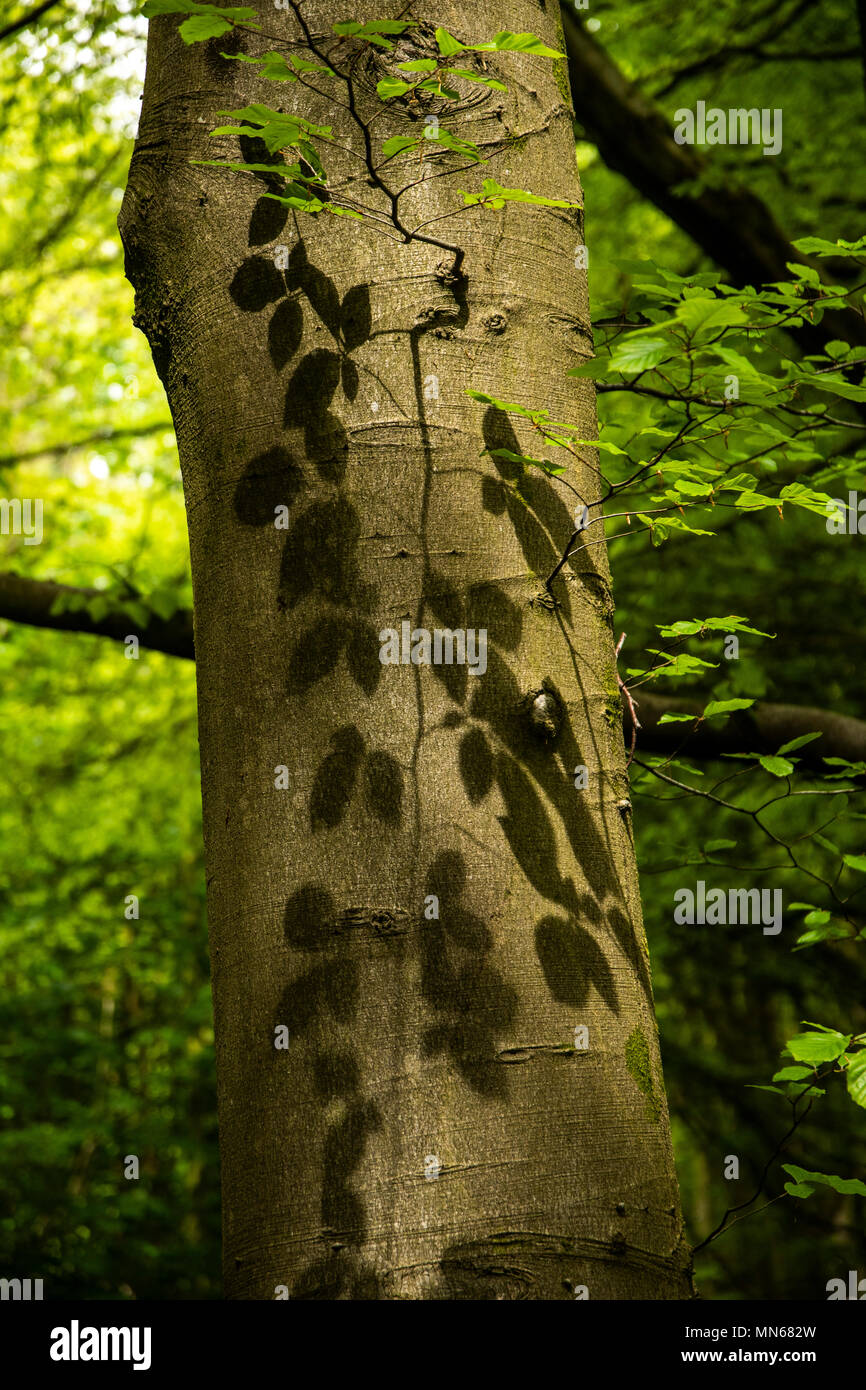 Lascia dando shaow patterns di fronte la struttura ad albero Foto Stock