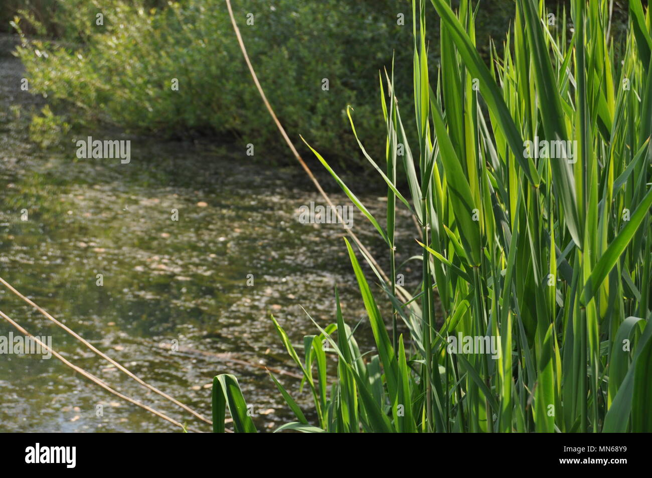 Il lago di erbaccia Foto Stock
