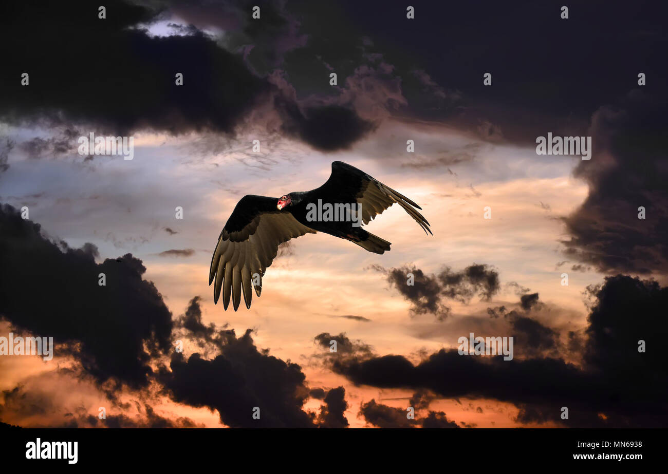 La Turchia vulture volare in un cielo minaccioso al tramonto Foto Stock