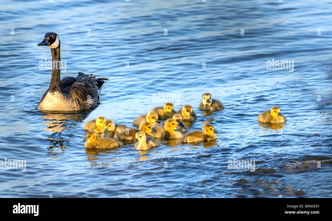 Gregge di adorabili golden baby oche durante la primavera di nuoto con la loro mamma orgogliosa nella baia di Chesapeake nel Maryland Foto Stock