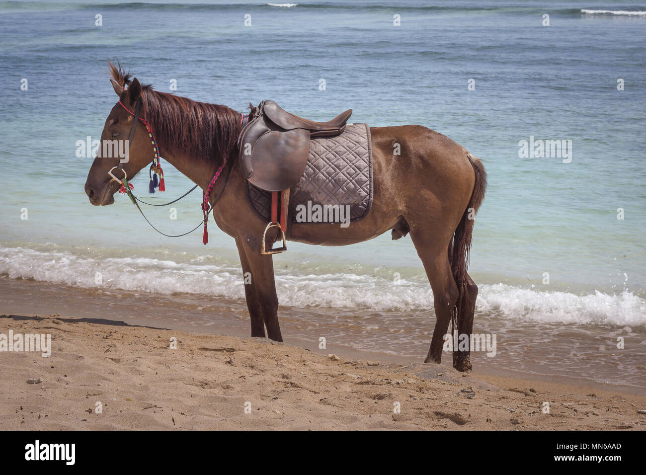 Marrone a cavallo di una sella grigio permanente ancora sulla spiaggia, 24 aprile 2018, Gili Trawangan, Indonesia Foto Stock
