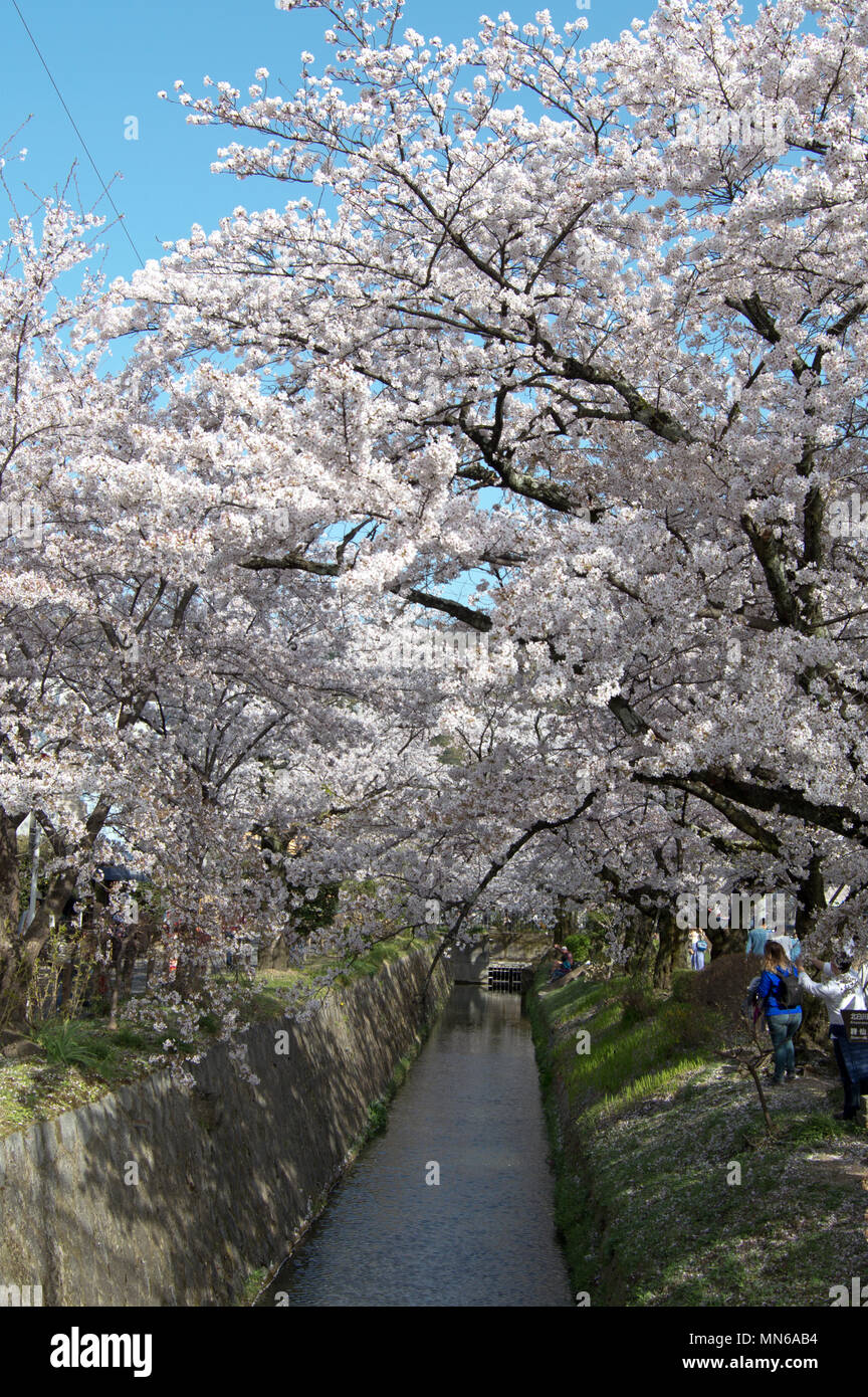 Ai turisti di ammirare la fioritura dei ciliegi lungo il filosofo il percorso a Kyoto, in Giappone durante la ciliegia -blossom (Sakura) stagione Foto Stock