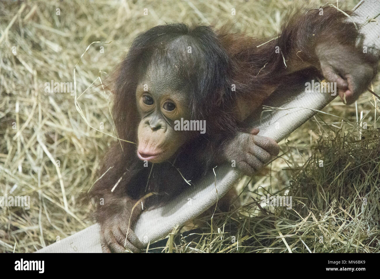 Orango Tango Redd a 20 mesi. "Redd è il primo Bornean orangutan nato presso lo Smithsonian's National Zoo in 25 anni. Egli era nato sett. 12, 2016 per m Foto Stock