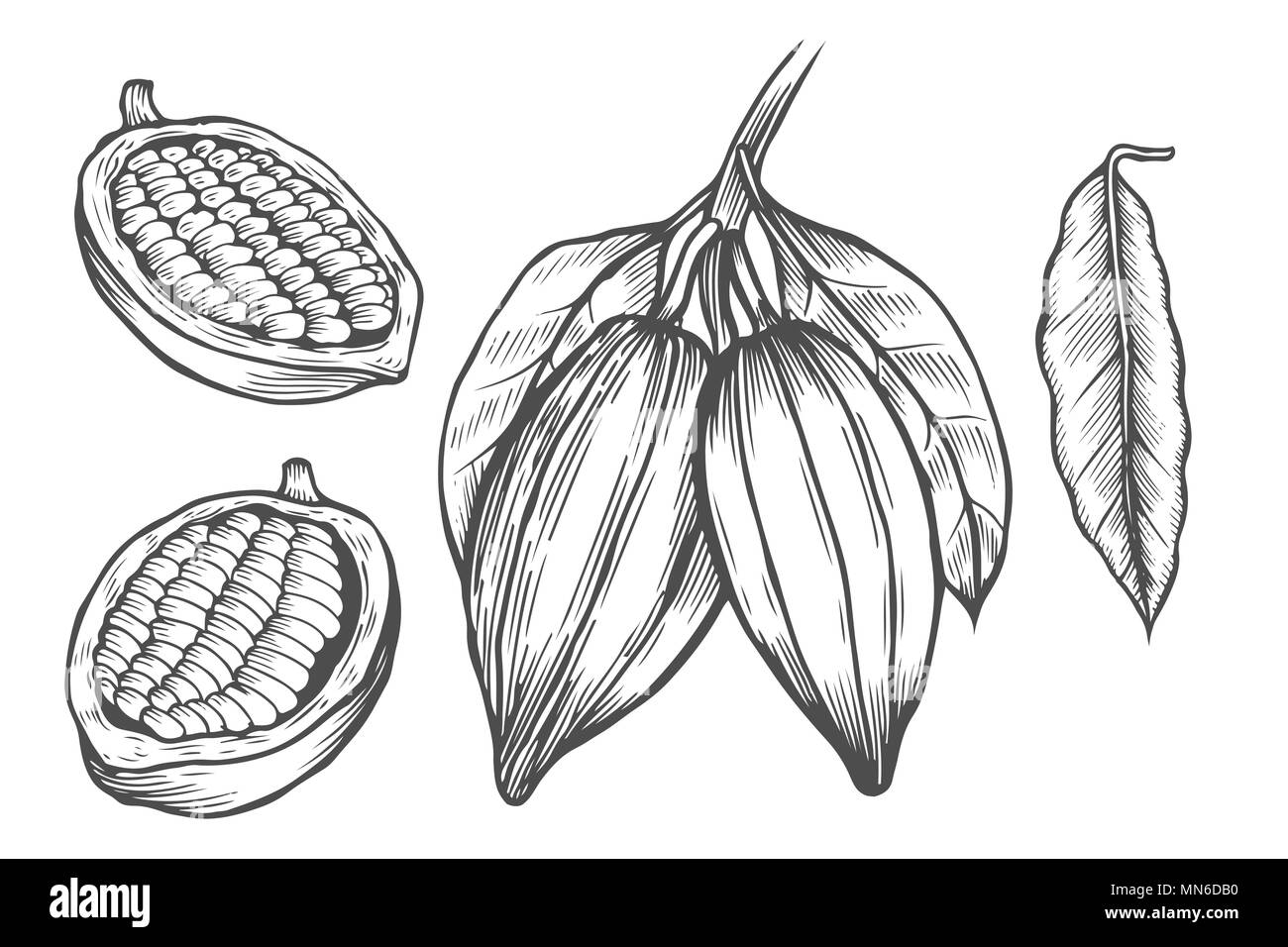 Vettore di Cacao Super disegno impostato. Isolati disegnati a mano illustrazione su sfondo bianco. Organici di cibo sano. Ottimo per banner, poster, etichetta Illustrazione Vettoriale