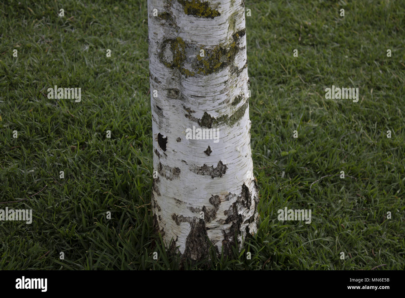 Poplar Tree incisa è rovinato prato corteccia in background Foto Stock