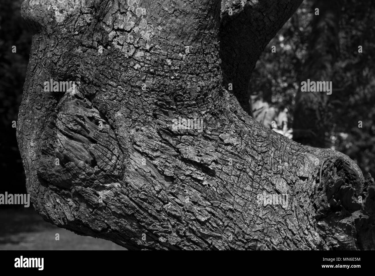 Dettaglio macro di corteccia di albero e rami intrecciati Foto Stock