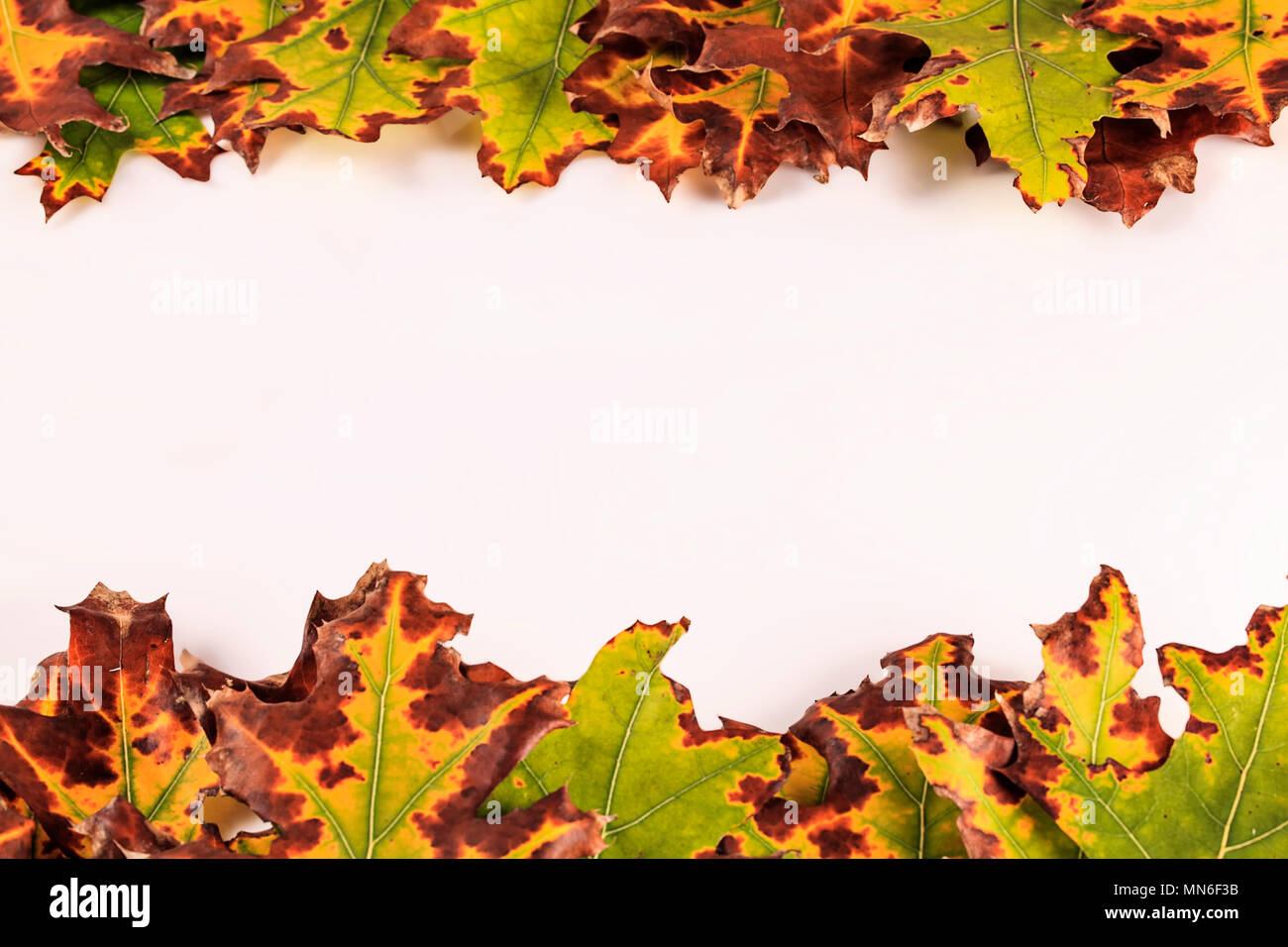 Sfondo con la caduta di foglie di autunno Foto Stock