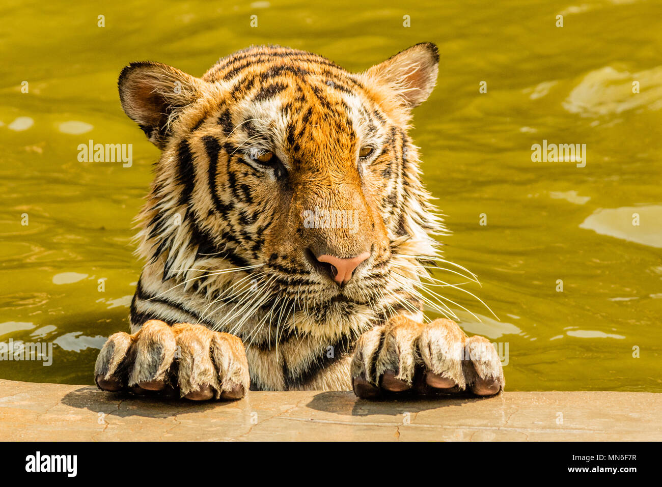 La tigre indocinese in piscina in un tempio di Tiger, Thailandia. Ritratto. Foto Stock