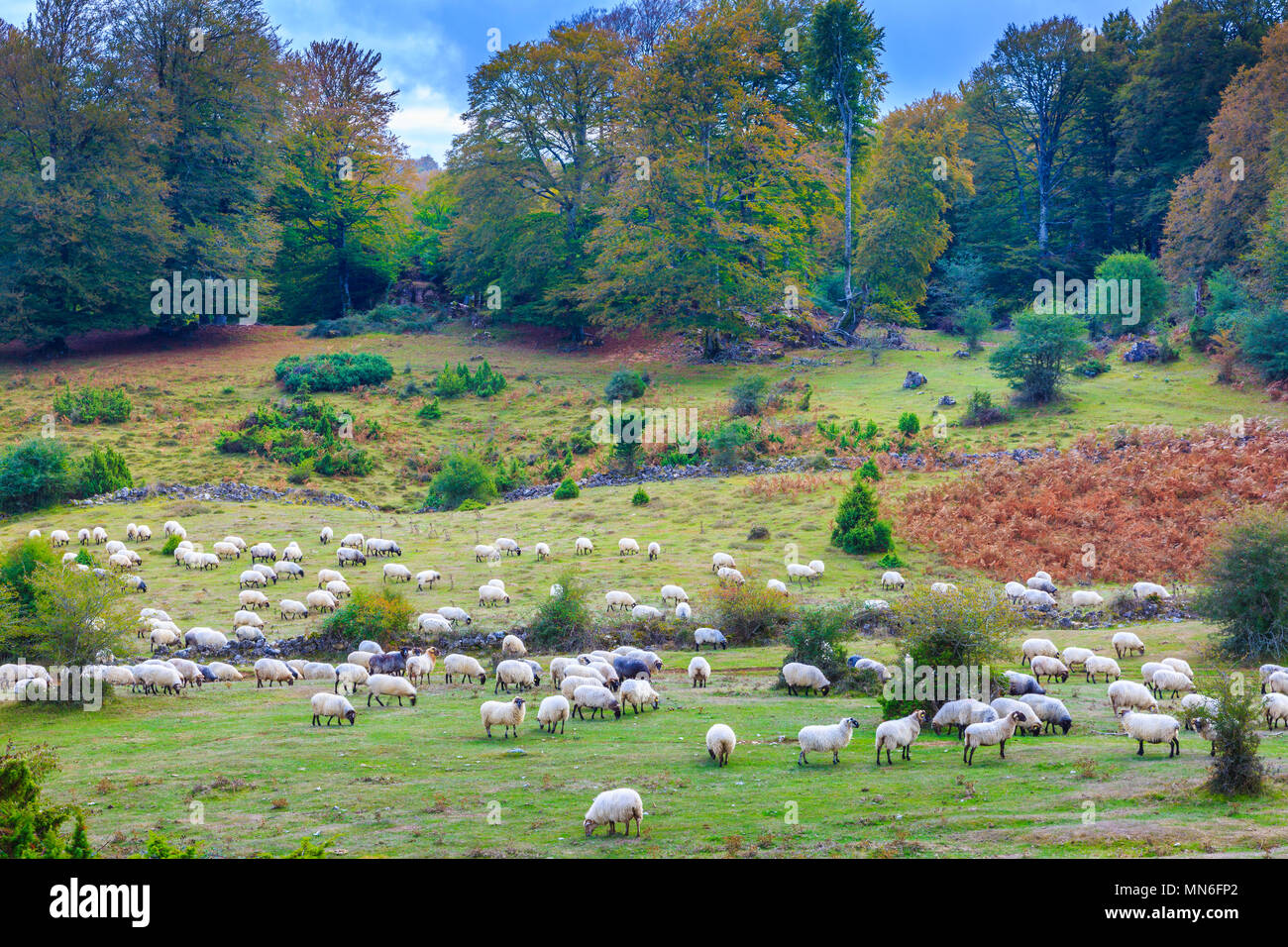 Gregge di pecore. Sierra de Urbasa-Andia parco naturale. Navarra, Spagna, Europa. Foto Stock
