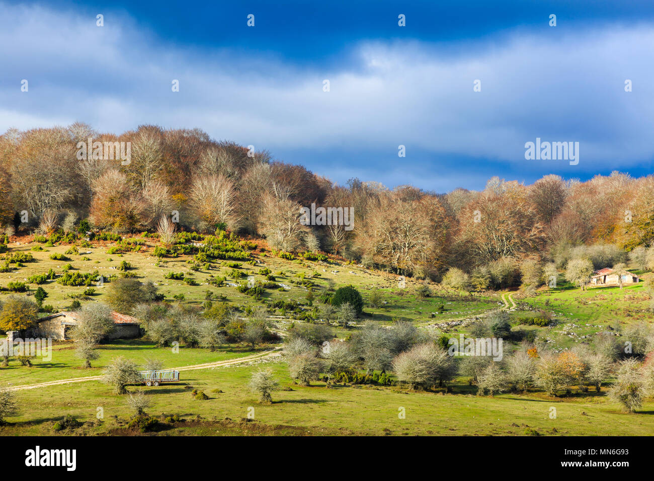 Legno di faggio e pascoli. Sierra de Urbasa-Andia parco naturale. Navarra, Spagna, Europa. Foto Stock