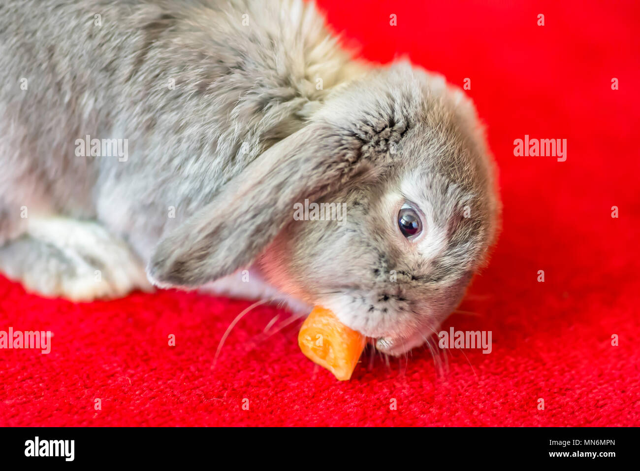Coniglio grigio di mangiare la carota sul tappeto rosso.carino e soffice animale a casa.capelli lunghi coniglietto argento sul pavimento della camera.divertente.Animali adorabili ritratto pet Uk. Foto Stock Coniglio grigio di mangiare la carota sul tappeto rosso.carino e soffice animale a casa.capelli lunghi coniglietto argento sul pavimento della camera.divertente.Animali adorabili ritratto pet Uk. Foto Stock