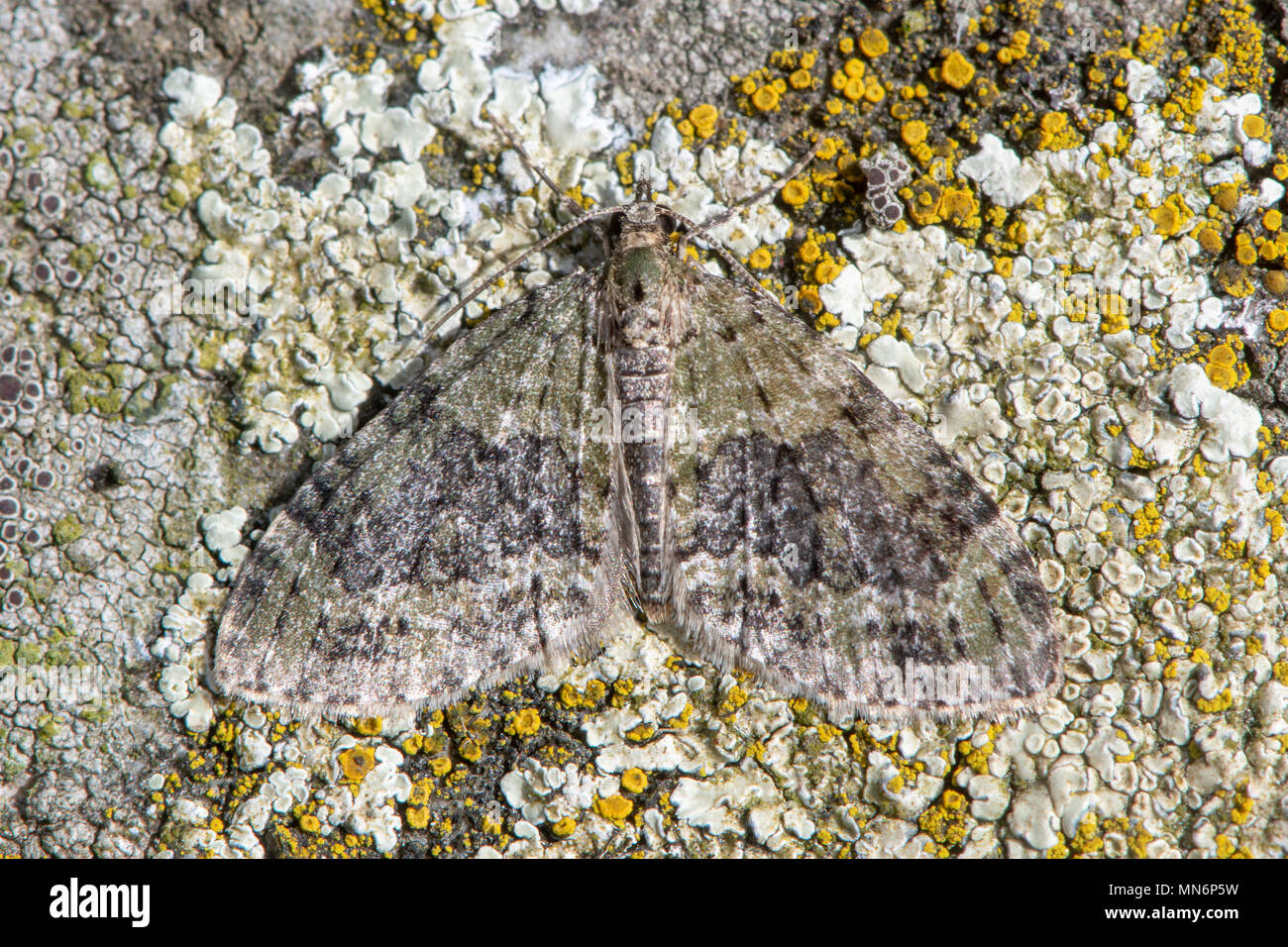 Giallo-escluso il tigrato (Acasis viretata) moth. Insetto usurata nella famiglia Geometridae, mimetizzata contro il lichen su pietra Foto Stock