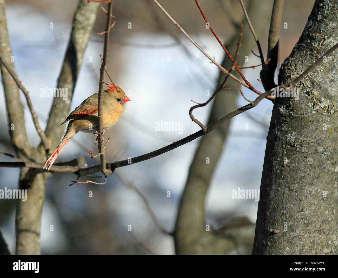 Una femmina di Northern cardinale (Cardinalis cardinalis) appollaiato su un ramo di un albero di acero durante un inverno del Massachusetts Foto Stock
