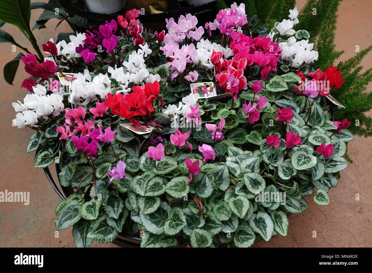 Close up di colori misti blooming ciclamino fiori con le loro foglie ornamentali Foto Stock