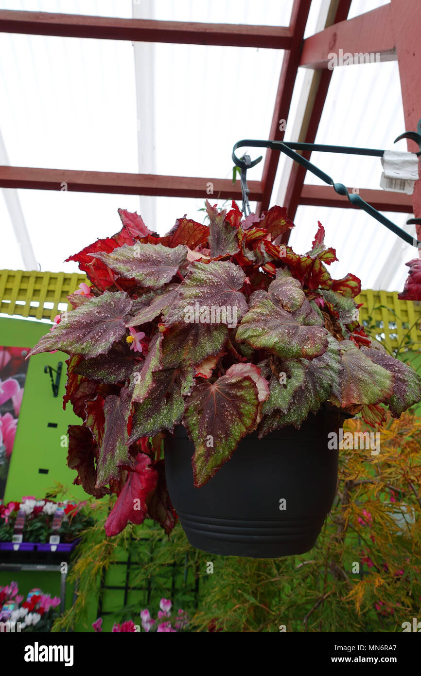 Begonia Rex crescente nella cesta appesa Foto Stock