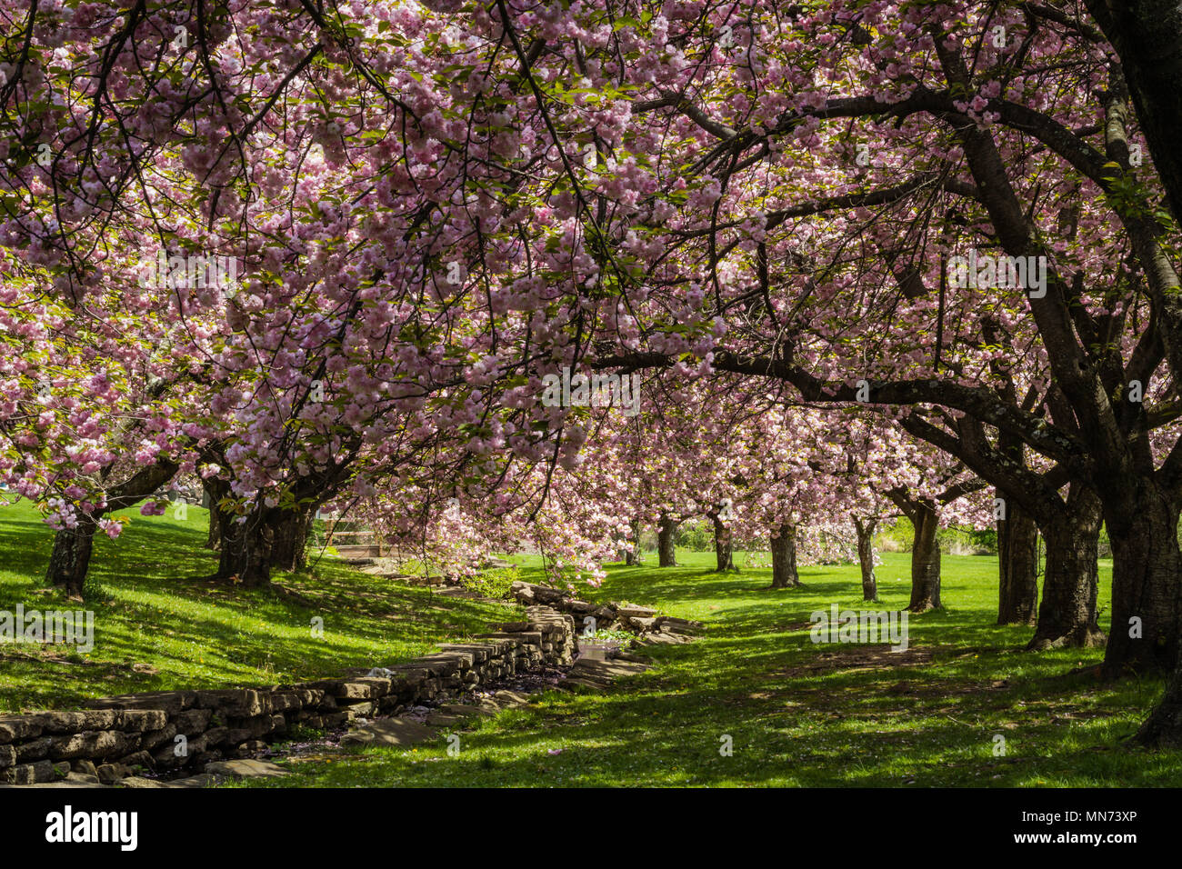 Rosa dei ciliegi drappeggio graziosamente vicino a un canale di pietra su una soleggiata giornata di primavera Foto Stock