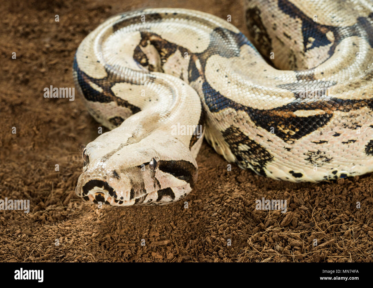 Boa Constrictor constrictor - Suriname Guyana - femmina Foto Stock