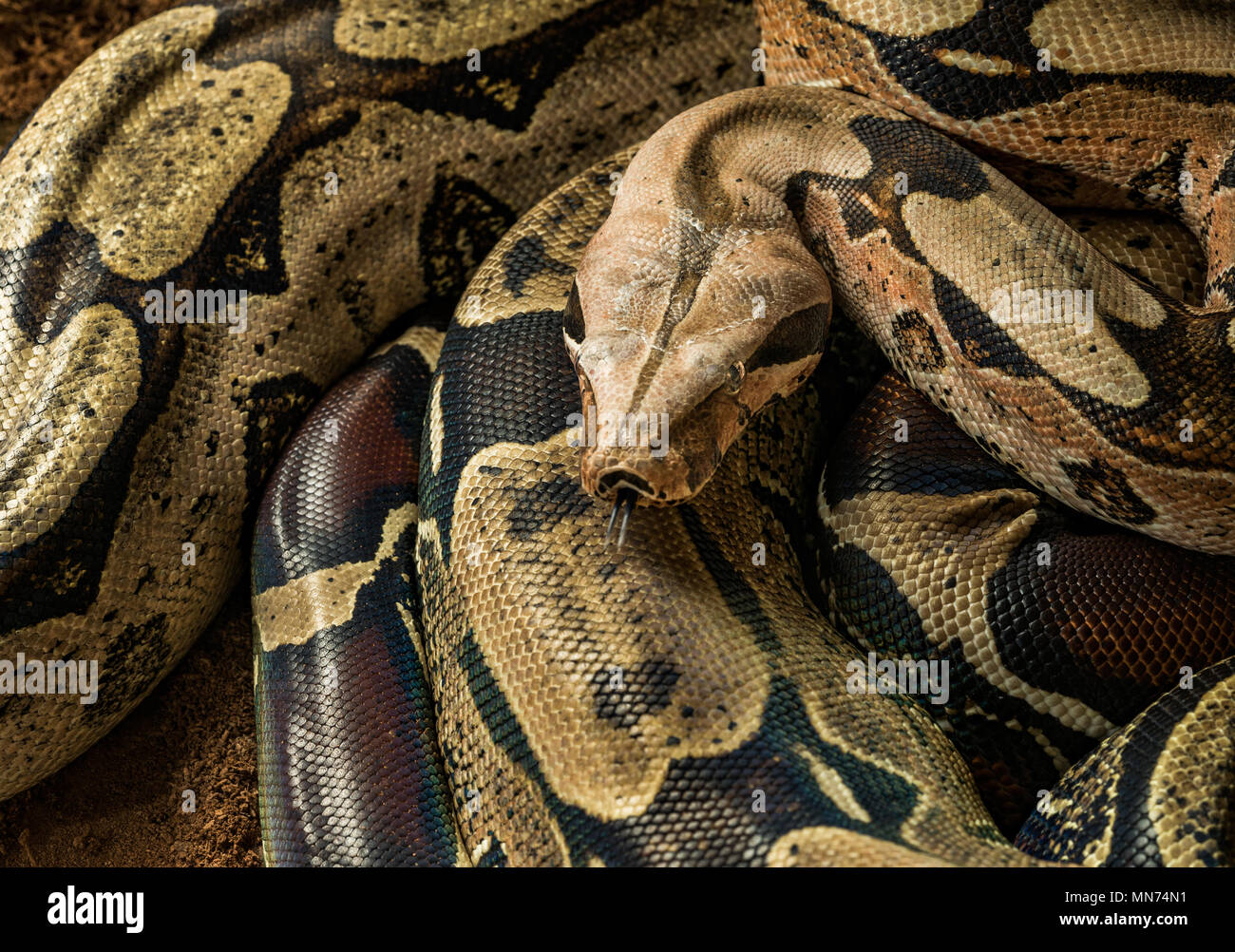 Maschio di Boa Constrictor constrictor - Suriname Guyana. Boa mostra la sua lingua Foto Stock