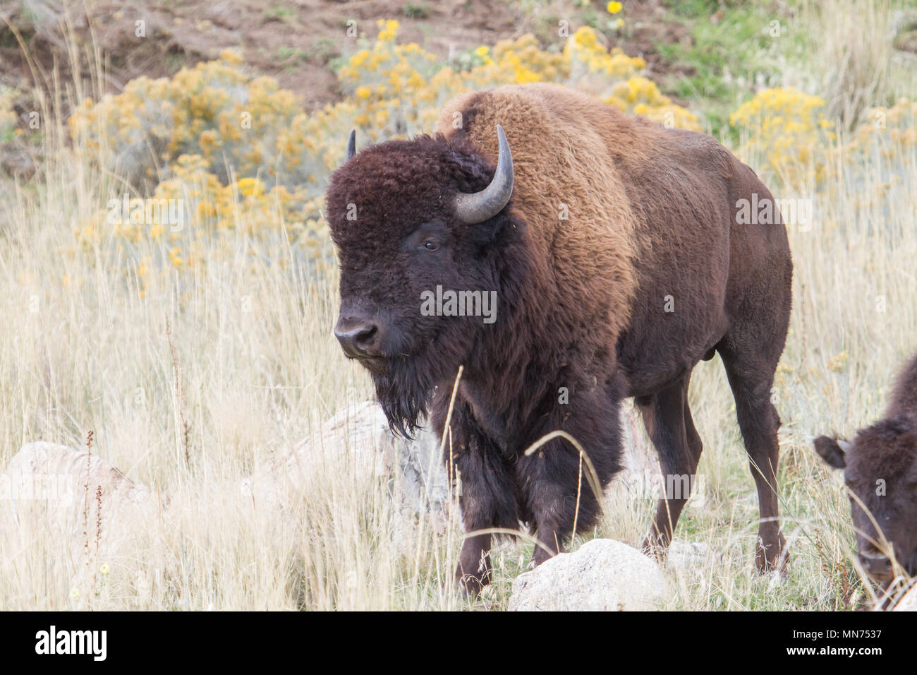 Un bisonte Americano bull. Foto Stock