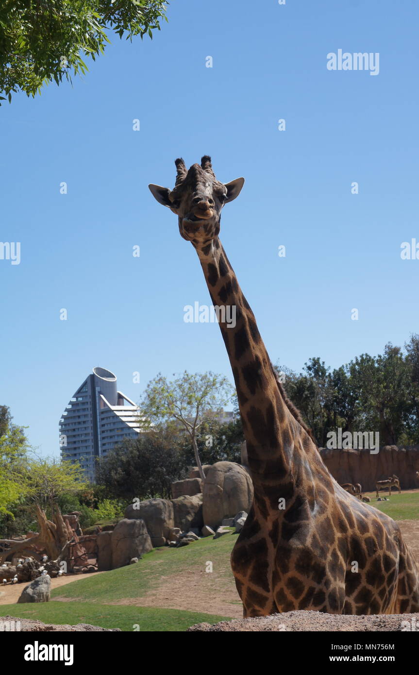 La giraffa in uno zoo Foto Stock