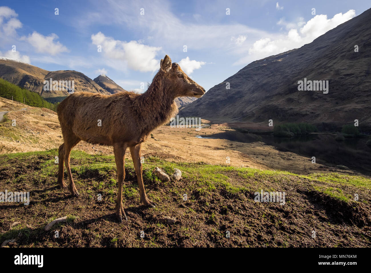 Red Deer Stag dopo che essa aveva versato il suo palchi. Scozia Foto Stock