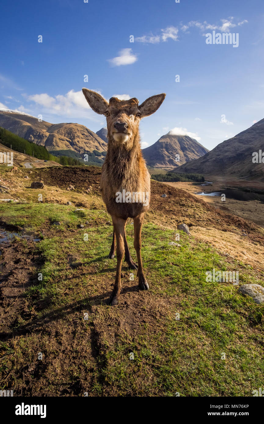 Red Deer Stag dopo che essa aveva versato il suo palchi. Scozia Foto Stock