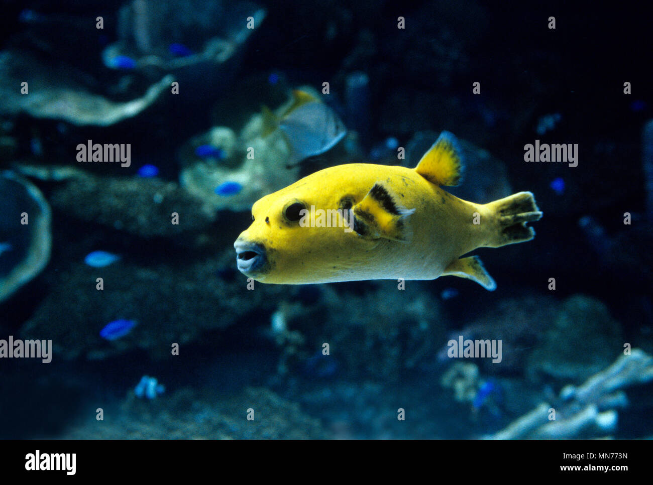 Colorati pesci giallo a Long Beach Aquarium del Pacifico del sud della California Foto Stock