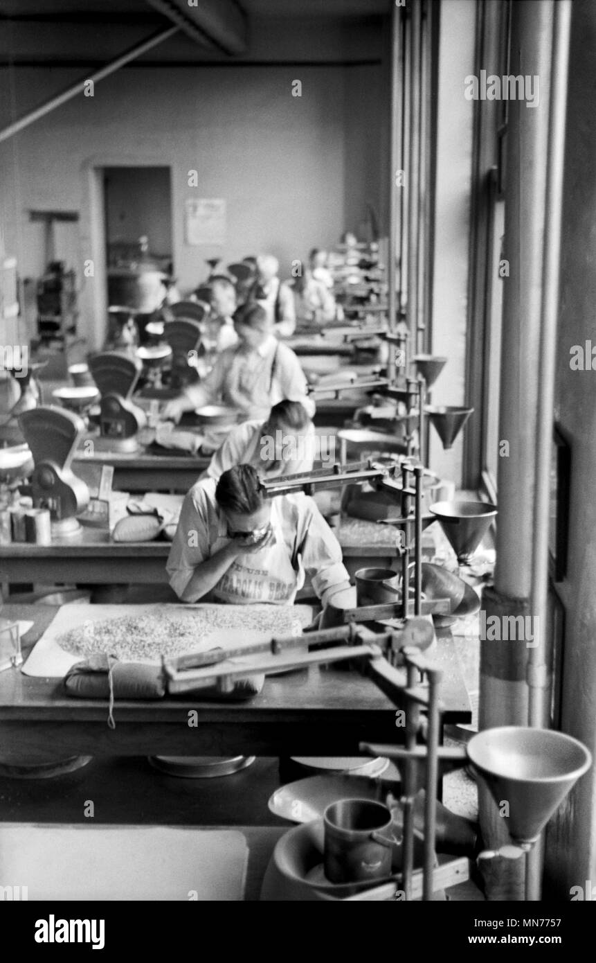 Test dei lavoratori per le impurità nel grano a grano dipartimento di ispezione, Minneapolis, Minnesota, USA, John Vachon per la Farm Security Administration, Settembre 1939 Foto Stock