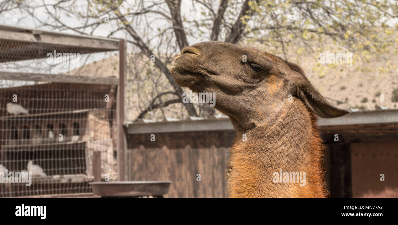 Close-up di un Llama con un sorrisetto grin in una fattoria in Cerrillos, Nuovo Messico. Foto Stock