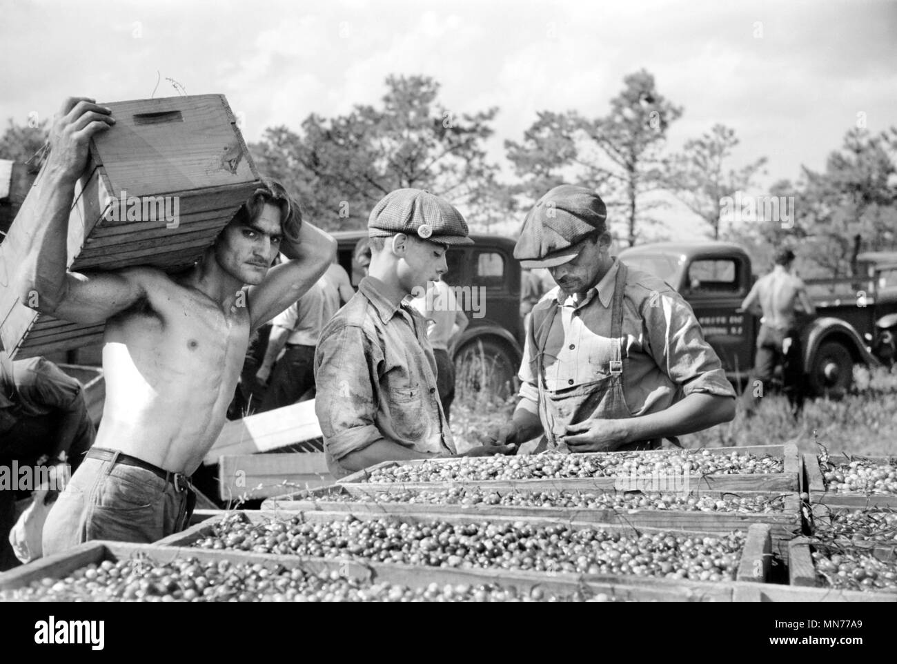 Palette di mirtillo palustre con carico di mirtilli rossi a stazione di controllo, Burlington County, New Jersey, USA, Arthur Rothstein per la Farm Security Administration, Ottobre 1938 Foto Stock