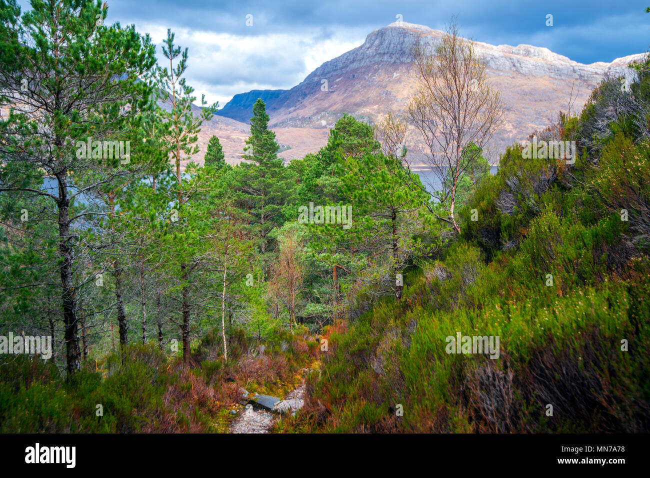 Una bellissima vista della antica foresta di Caledonian in Ben Eighe Riserva Naturale sopra Loch Maree nelle Highlands della Scozia. Foto Stock