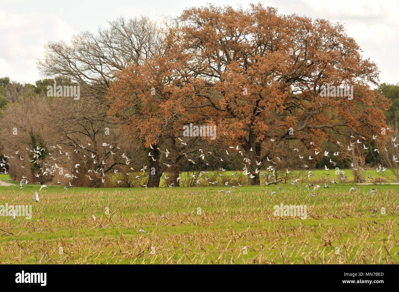 Vol de piccioni dans la campagne Aixoise Foto Stock