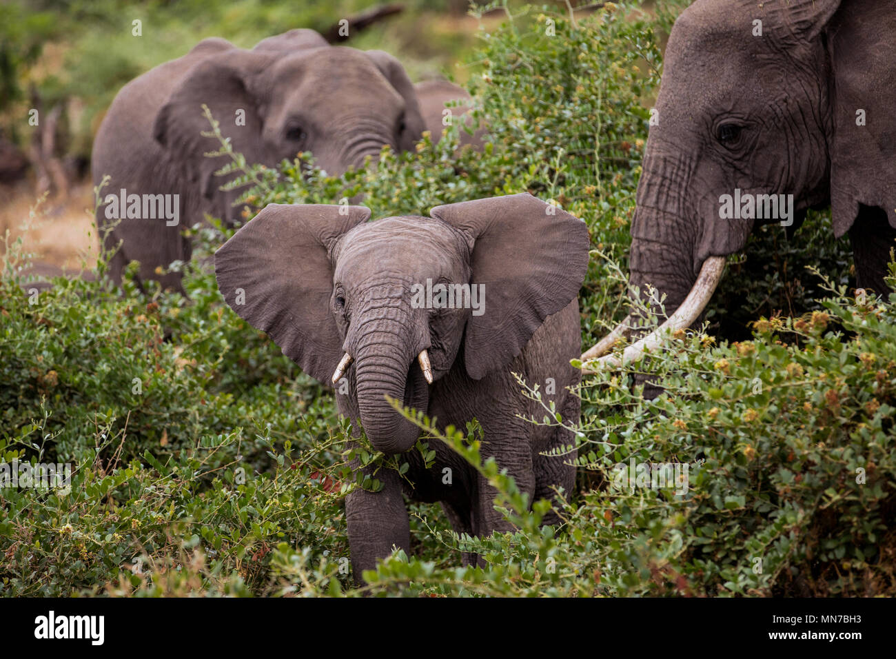 L'elefante nella natura Foto Stock