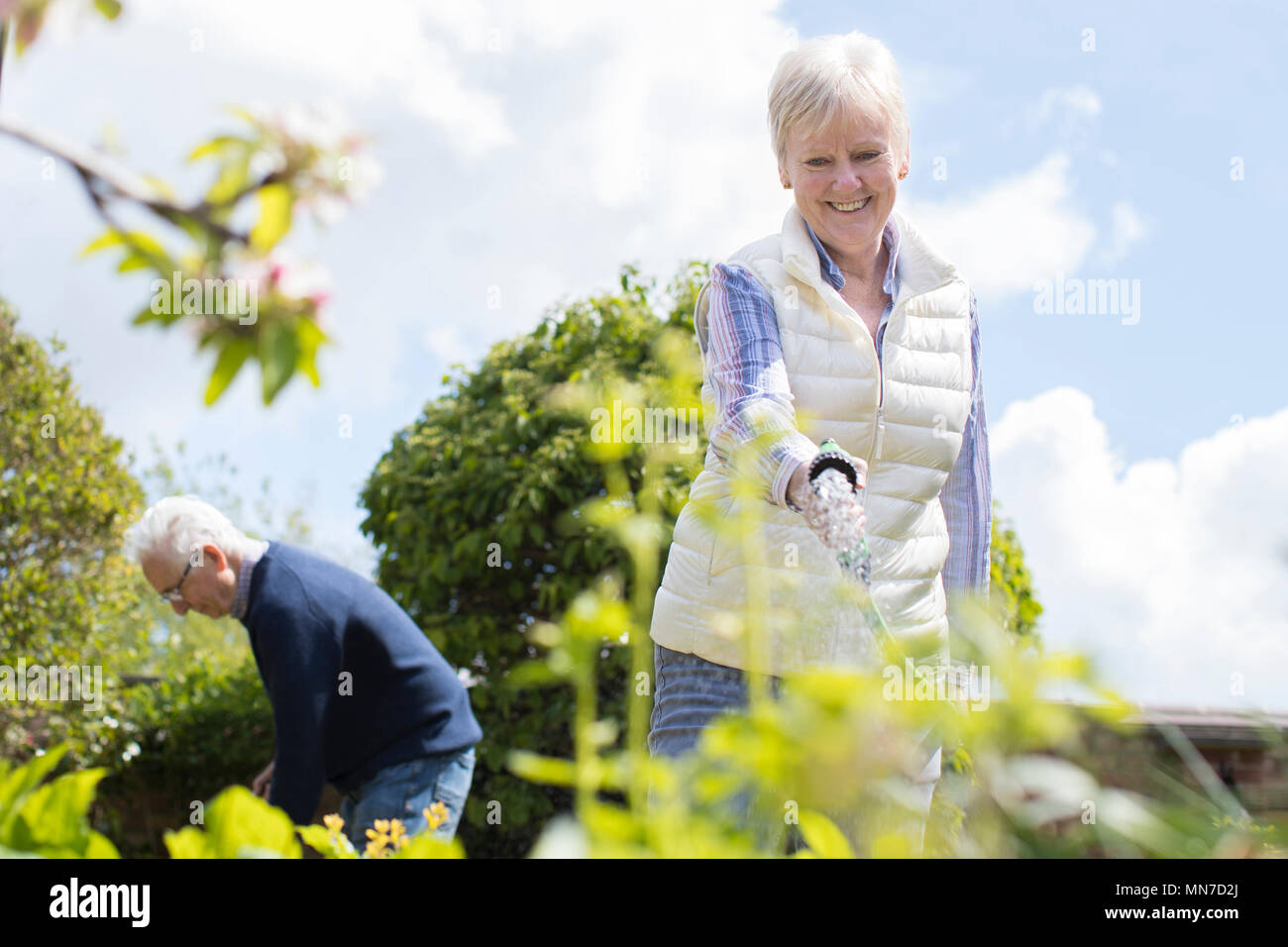 Coppia senior lavora in giardino insieme Foto Stock