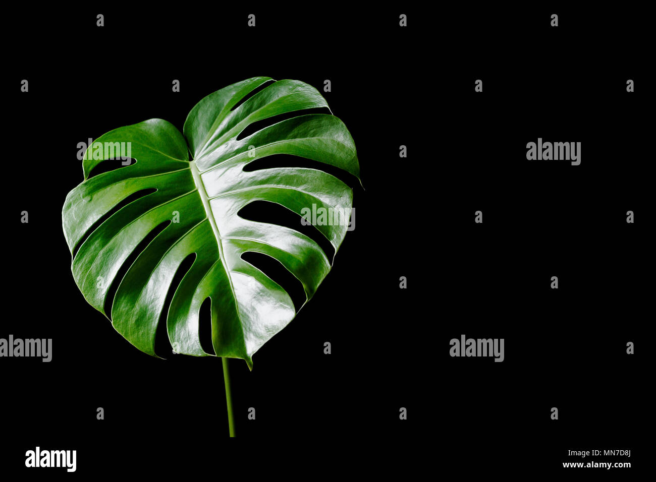 Grande verde lasciare di Philodendron (Monstera deliciosa) isolato su sfondo nero Foto Stock