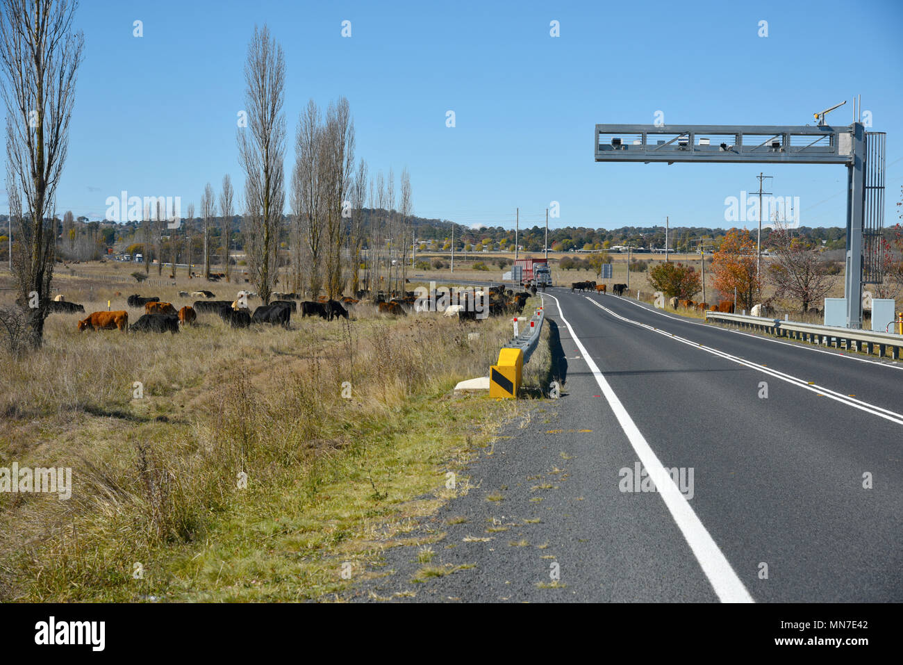 Il pascolo di bestiame a lato dell'autostrada Gwydir a Inverell vicino a Glen innes nel Nuovo Galles del Sud, Australia a causa della siccità forzare questo Foto Stock