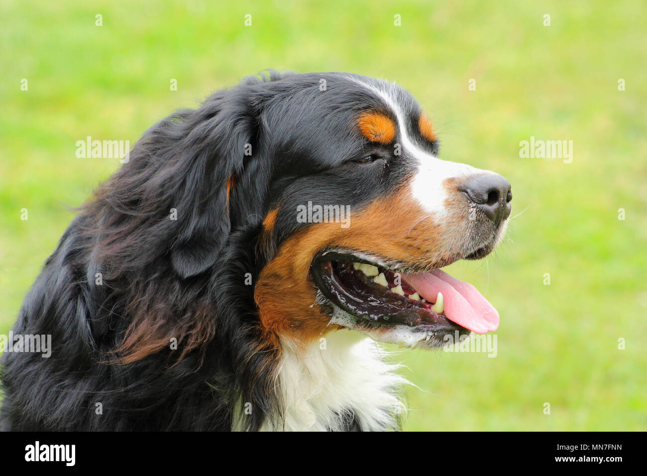 Faccia di un Bovaro del Bernese cane crescente sulla lingua a causa del calore Foto Stock