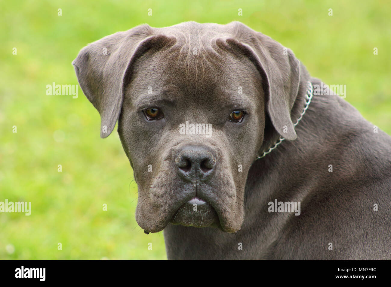 La faccia di un giovane blue cane corso cane con occhi di gara Foto Stock